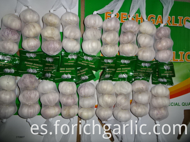 Fresh White Garlic Crop 2019